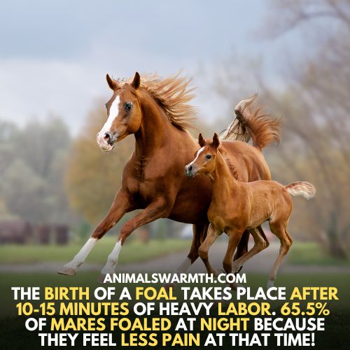 Horse feel pain when giving birth