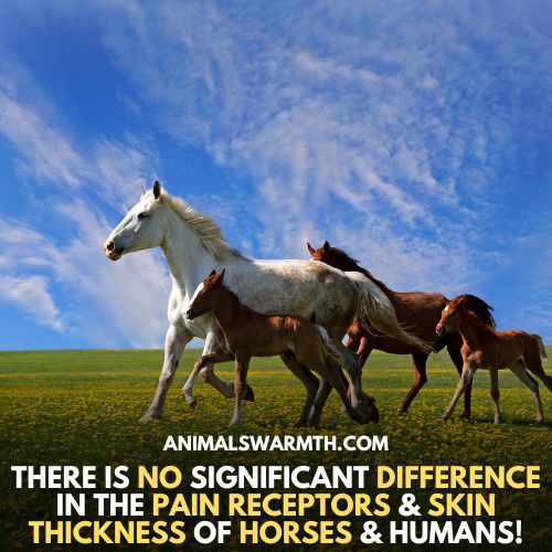 Horse and human skin and pain receptors are same