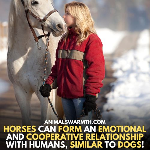 Horse form close bond with humans but Do horse feel empathy for humans