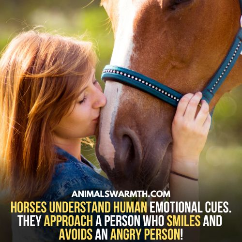 horse can understand humans emotions