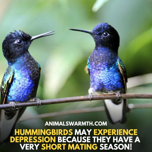 Short mating season leads to depression - do hummingbirds feel depression