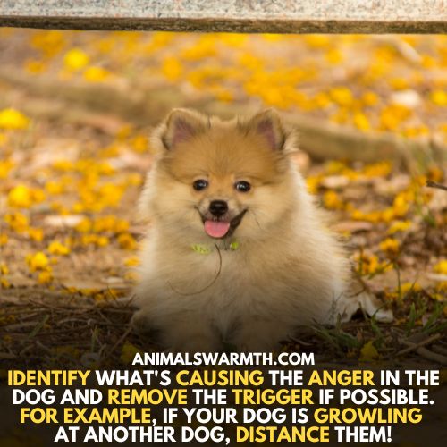 causes that trigger anger in dogs