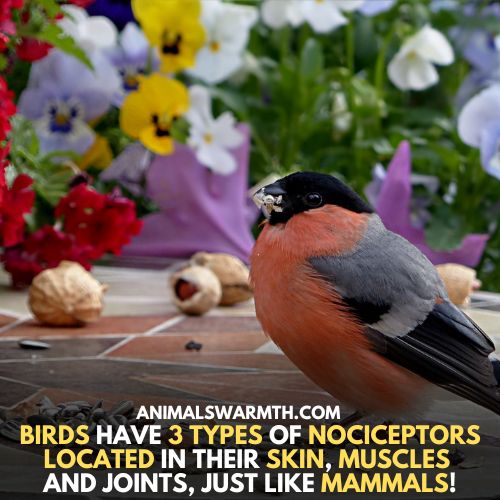 Do birds feel pain as they have 3 types of pain receptors