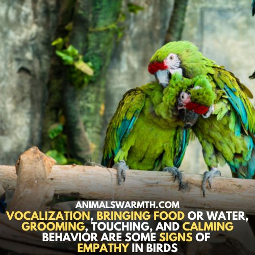 Some Signs of Empathy in Birds - 5 Common signs