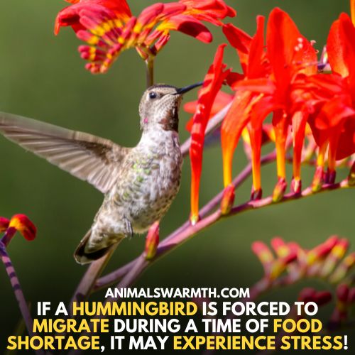 Stress can lead to depression in hummingbirds