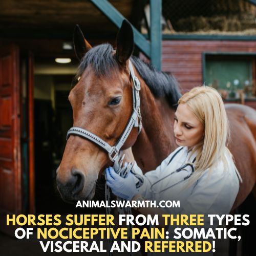 Horses have 3 types of pain receptors - Do horses feel pain
