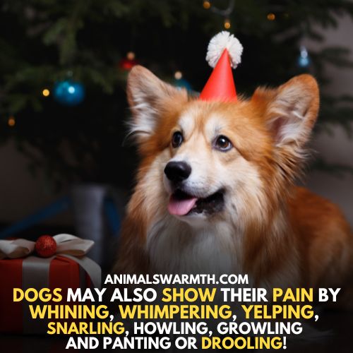 Signs of pain in dogs - vocalization