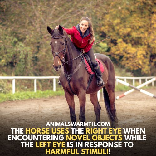 Horses show behavioral changes - Do horses feel bad when you fall off