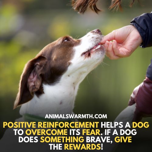 Positive reinforcement reduces fear in dogs