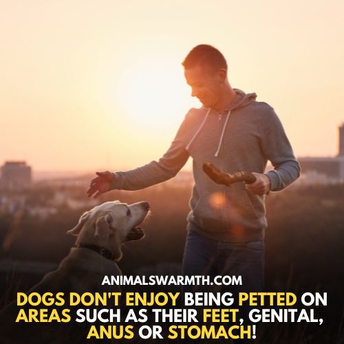Areas where you should not pat your dogs