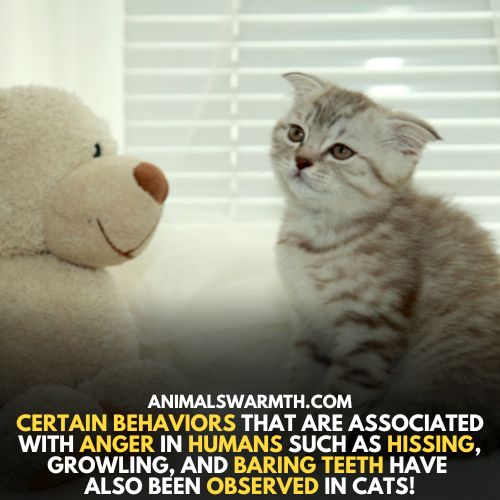 Behavioral signs of anger in cats suggests that cats do feel anger