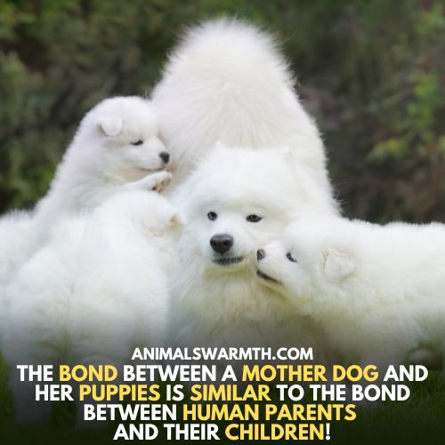 Strong bond between mother dog and puppies - dogs do have feelings for their puppies