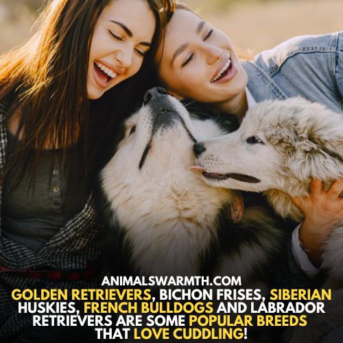 Some popular breeds of dogs that love to cuddle