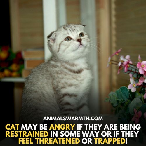 Cats do get mad at their owners