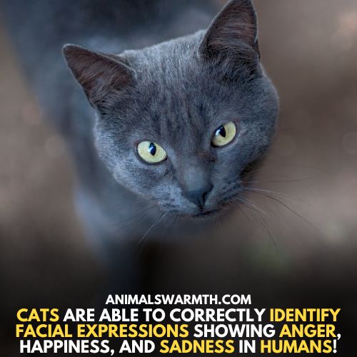 Cats can sense human anger