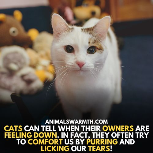 cats can console because they feel empathy