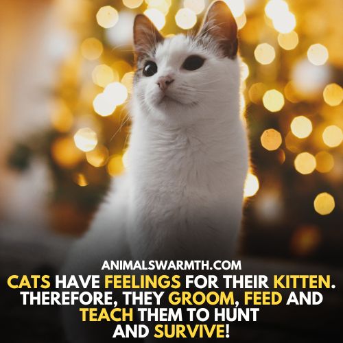 Do cats have feelings for their kittens? behavior suggest so