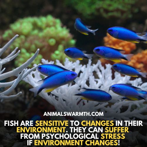 Fish can be stressful due to environmental changes