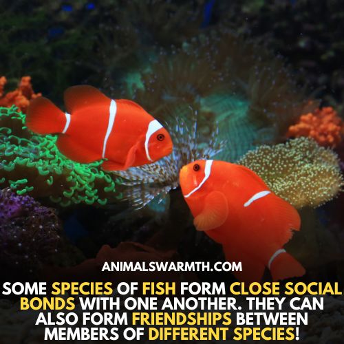 Fish form social bonds and friendship with other fish