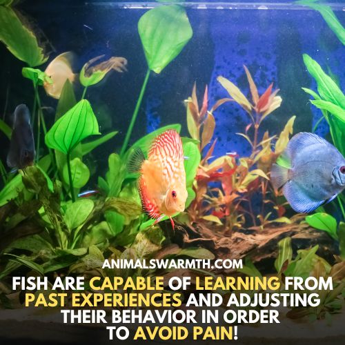 Fish can feel pain because they have brain