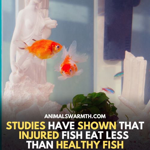 Fish in pain eat less - do fish feel pain
