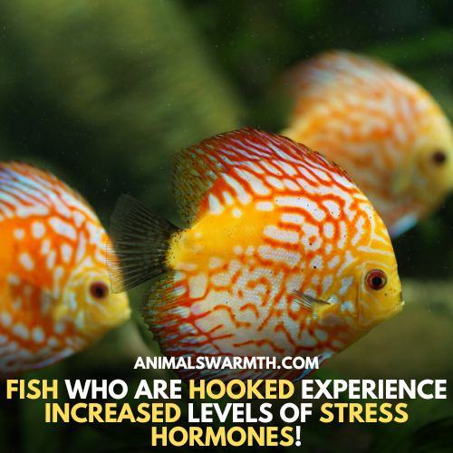 In pain fish have increased level of stress hormones