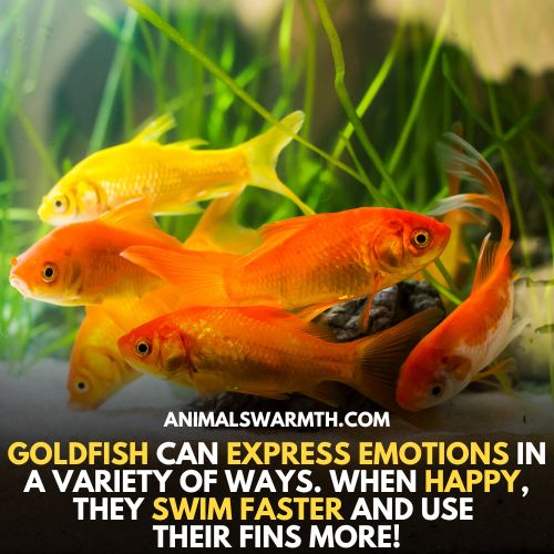 Goldfish and betta fish do have feelings