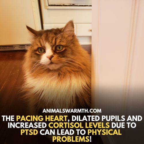 Cats can get PTSD