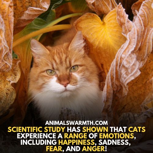 cats do feel happy - scientific studies says