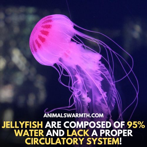 Jellyfish donot feel pain
