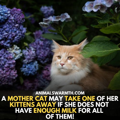mother cat abandon their one kitten if don't have enough milk to feed