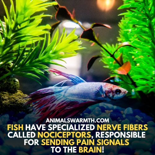 Pain receptors in fish are present so fish do feel pain 