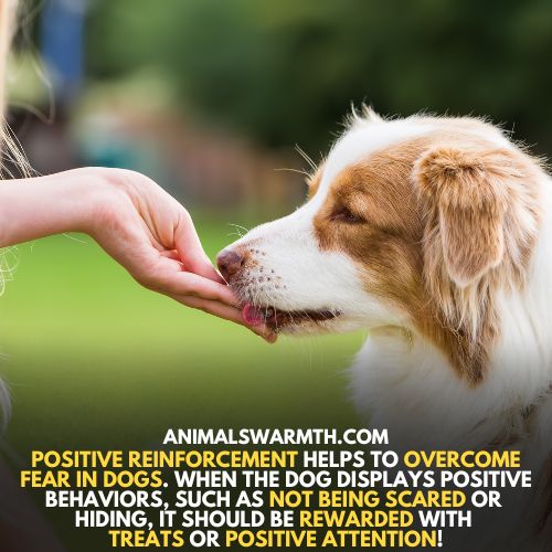 A way that helps the dogs to overcome fear