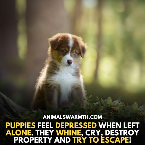Puppies feel sad when alone