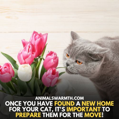 prepare your cat before giving them away