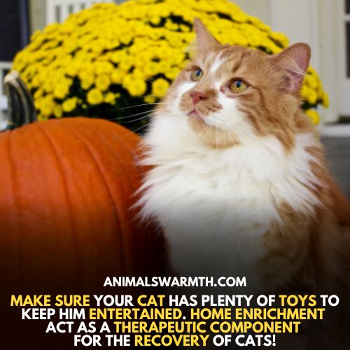 Home enrichment - a way to cure depression in cats
