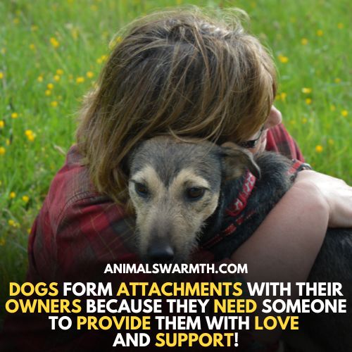 dogs form attachment with owners