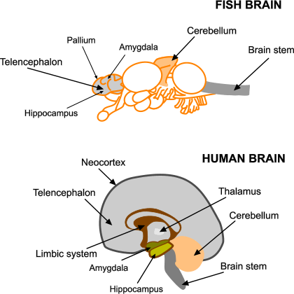 fish do have brain and so have emotions