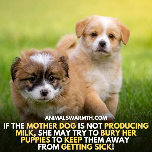 If mother dog doesn't produce milk, she may bury their puppies