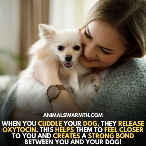 Oxytocin in dogs - a cuddling hormone